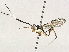  ( - CBG-A31763-H02)  @11 [ ] CreativeCommons - Attribution Share-Alike (2024) CBG Photography Group Centre for Biodiversity Genomics