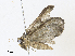  ( - CBG-A31764-B09)  @11 [ ] CreativeCommons - Attribution Share - Alike (2024) CBG Photography Group Centre for Biodiversity Genomics