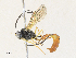  (Campoplex Malaise0527 - CBG-A31764-C02)  @11 [ ] CreativeCommons - Attribution Share - Alike (2024) CBG Photography Group Centre for Biodiversity Genomics