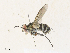  ( - CBG-A31773-A01)  @11 [ ] CreativeCommons - Attribution Share - Alike (2024) CBG Photography Group Centre for Biodiversity Genomics