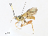  ( - CBG-A31773-B11)  @11 [ ] CreativeCommons - Attribution Share - Alike (2024) CBG Photography Group Centre for Biodiversity Genomics