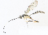  ( - CBG-A31829-C12)  @11 [ ] CreativeCommons - Attribution Share - Alike (2024) CBG Photography Group Centre for Biodiversity Genomics