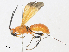 (Ondigus Malaise2913 - CBG-A31829-F08)  @11 [ ] CreativeCommons - Attribution Share - Alike (2024) CBG Photography Group Centre for Biodiversity Genomics