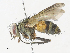  ( - CBG-A31831-A10)  @11 [ ] CreativeCommons - Attribution Share - Alike (2024) CBG Photography Group Centre for Biodiversity Genomics