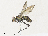  ( - CBG-A31831-B06)  @11 [ ] CreativeCommons - Attribution Share - Alike (2024) CBG Photography Group Centre for Biodiversity Genomics