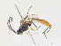 ( - CBG-A31832-E04)  @11 [ ] CreativeCommons - Attribution Share - Alike (2024) CBG Photography Group Centre for Biodiversity Genomics