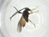  (Glyptapanteles Malaise3506 - CBG-A32656-H08)  @11 [ ] CreativeCommons - Attribution Share - Alike (2024) Centre for Biodiversity Genomics Centre for Biodiversity Genomics