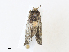  ( - CBG-A30956-B10)  @11 [ ] CreativeCommons - Attribution Share - Alike (2024) CBG Photography Group Centre for Biodiversity Genomics