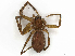  ( - CBG-A30956-G12)  @11 [ ] CreativeCommons - Attribution Share-Alike (2024) CBG Photography Group Centre for Biodiversity Genomics