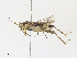  ( - CBG-A30996-D08)  @11 [ ] CreativeCommons - Attribution Share - Alike (2024) CBG Photography Group Centre for Biodiversity Genomics