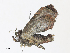  ( - CBG-A31773-G10)  @11 [ ] CreativeCommons - Attribution Share - Alike (2024) CBG Photography Group Centre for Biodiversity Genomics