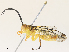  (Neotheronia malaise0734 - CBG-A31774-A03)  @11 [ ] CreativeCommons - Attribution Share - Alike (2024) CBG Photography Group Centre for Biodiversity Genomics