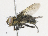  ( - CBG-A31774-A05)  @11 [ ] CreativeCommons - Attribution Share - Alike (2024) CBG Photography Group Centre for Biodiversity Genomics