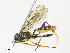 ( - CBG-A31774-B08)  @11 [ ] CreativeCommons - Attribution Share - Alike (2024) CBG Photography Group Centre for Biodiversity Genomics