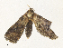  ( - CBG-A31834-G05)  @11 [ ] CreativeCommons - Attribution Share - Alike (2024) CBG Photography Group Centre for Biodiversity Genomics