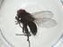  (Cholomyia Janzen6181 - CBG-A32157-H08)  @11 [ ] CreativeCommons - Attribution Share - Alike (2024) Centre for Biodiversity Genomics Centre for Biodiversity Genomics