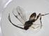  (Glyptapanteles Malaise4691 - CBG-A33189-E03)  @11 [ ] CreativeCommons - Attribution Share - Alike (2024) Centre for Biodiversity Genomics Centre for Biodiversity Genomics
