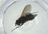  (Chaetostigmoptera malaise9560 - CBG-A33255-E06)  @11 [ ] CreativeCommons - Attribution Share - Alike (2024) Centre for Biodiversity Genomics Centre for Biodiversity Genomics