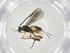  (Glyptapanteles Malaise0625 - CBG-A33269-G09)  @11 [ ] CreativeCommons - Attribution Share - Alike (2024) Centre for Biodiversity Genomics Centre for Biodiversity Genomics