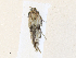  ( - CBG-A33503-A02)  @11 [ ] CreativeCommons - Attribution Share - Alike (2024) CBG Photography Group Centre for Biodiversity Genomics