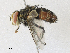  (Masiphya Malaise3791 - CBG-A33503-C05)  @11 [ ] CreativeCommons - Attribution Share - Alike (2024) CBG Photography Group Centre for Biodiversity Genomics