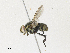  ( - CBG-A33503-C07)  @11 [ ] CreativeCommons - Attribution Share - Alike (2024) CBG Photography Group Centre for Biodiversity Genomics