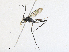  ( - CBG-A33503-G01)  @11 [ ] CreativeCommons - Attribution Share - Alike (2024) CBG Photography Group Centre for Biodiversity Genomics