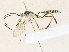  ( - CBG-A33504-A02)  @11 [ ] CreativeCommons - Attribution Share - Alike (2024) CBG Photography Group Centre for Biodiversity Genomics