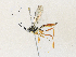  (Diradops Malaise6442 - CBG-A33504-B03)  @11 [ ] CreativeCommons - Attribution Share - Alike (2024) CBG Photography Group Centre for Biodiversity Genomics