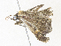  ( - CBG-A33505-E09)  @11 [ ] CreativeCommons - Attribution Share - Alike (2024) CBG Photography Group Centre for Biodiversity Genomics