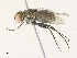  ( - CBG-A33506-G04)  @11 [ ] CreativeCommons - Attribution Share - Alike (2024) CBG Photography Group Centre for Biodiversity Genomics