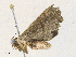  ( - CBG-A34286-C02)  @11 [ ] CreativeCommons - Attribution Share - Alike (2024) CBG Photography Group Centre for Biodiversity Genomics