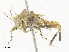  ( - CBG-A34288-A08)  @11 [ ] CreativeCommons - Attribution Share - Alike (2024) CBG Photography Group Centre for Biodiversity Genomics