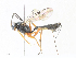  ( - CBG-A34288-E12)  @11 [ ] CreativeCommons - Attribution Share - Alike (2024) CBG Photography Group Centre for Biodiversity Genomics