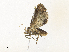  ( - CBG-A34288-G07)  @11 [ ] CreativeCommons - Attribution Share - Alike (2024) CBG Photography Group Centre for Biodiversity Genomics