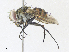  ( - CBG-A34289-D11)  @11 [ ] CreativeCommons - Attribution Share - Alike (2024) CBG Photography Group Centre for Biodiversity Genomics