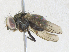  ( - CBG-A34289-F02)  @11 [ ] CreativeCommons - Attribution Share - Alike (2024) CBG Photography Group Centre for Biodiversity Genomics
