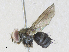  ( - CBG-A34289-F04)  @11 [ ] CreativeCommons - Attribution Share - Alike (2024) CBG Photography Group Centre for Biodiversity Genomics