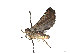  ( - CBG-A34290-B01)  @11 [ ] CreativeCommons - Attribution Share-Alike (2024) CBG Photography Group Centre for Biodiversity Genomics