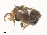  ( - CBG-A34290-D01)  @11 [ ] CreativeCommons - Attribution Share - Alike (2024) CBG Photography Group Centre for Biodiversity Genomics