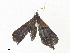  ( - CBG-A34300-B11)  @11 [ ] CreativeCommons - Attribution Share - Alike (2024) CBG Photography Group Centre for Biodiversity Genomics