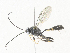 ( - CBG-A34300-C09)  @11 [ ] CreativeCommons - Attribution Share - Alike (2024) CBG Photography Group Centre for Biodiversity Genomics
