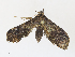  ( - CBG-A33487-B07)  @11 [ ] CreativeCommons - Attribution Share-Alike (2024) CBG Photography Group Centre for Biodiversity Genomics