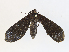  ( - CBG-A33489-A01)  @11 [ ] CreativeCommons - Attribution Share - Alike (2024) CBG Photography Group Centre for Biodiversity Genomics