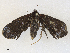  ( - CBG-A33489-A02)  @11 [ ] CreativeCommons - Attribution Share - Alike (2024) CBG Photography Group Centre for Biodiversity Genomics