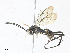  ( - CBG-A33490-F11)  @11 [ ] CreativeCommons - Attribution Share - Alike (2024) CBG Photography Group Centre for Biodiversity Genomics