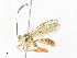  ( - CBG-A33491-A12)  @11 [ ] CreativeCommons - Attribution Share - Alike (2024) CBG Photography Group Centre for Biodiversity Genomics