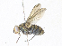  ( - CBG-A33491-G11)  @11 [ ] CreativeCommons - Attribution Share - Alike (2024) CBG Photography Group Centre for Biodiversity Genomics