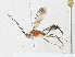 ( - CBG-A33492-B05)  @11 [ ] CreativeCommons - Attribution Share-Alike (2024) CBG Photography Group Centre for Biodiversity Genomics