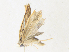  ( - CBG-A33492-F10)  @11 [ ] CreativeCommons - Attribution Share-Alike (2024) CBG Photography Group Centre for Biodiversity Genomics